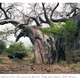 Illustration for article titled Meet the Woman Who Photographs the Oldest Living Things In The World